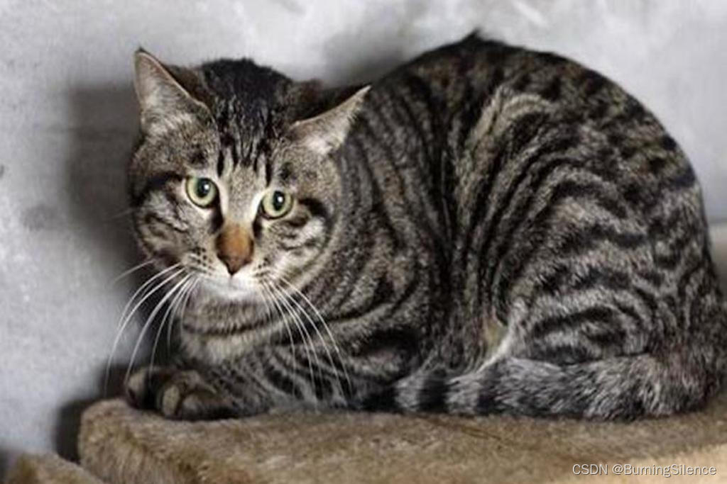 在这里插入图描述