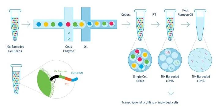 (Ref: https://dnacore.missouri.edu/10xgenomics.html)