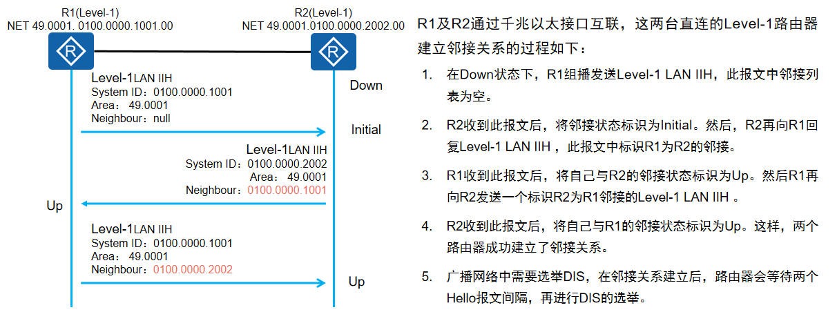 广播网络邻接关系